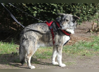 Luna 58 cm geb. 01/2025 wartet in 31535 Neustadt auf liebe Menschen