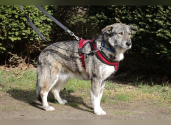 Luna 58 cm geb. 01/2025 wartet in 31535 Neustadt auf liebe Menschen