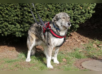 Luna 58 cm geb. 01/2025 wartet in 31535 Neustadt auf liebe Menschen