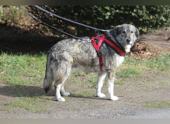 Luna 58 cm geb. 01/2025 wartet in 31535 Neustadt auf liebe Menschen