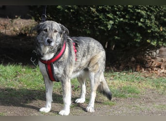 Luna 58 cm geb. 01/2025 wartet in 31535 Neustadt auf liebe Menschen