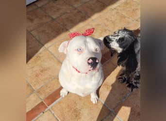 HOPE - perfekt mit Kindern, Katzen und Hunden
