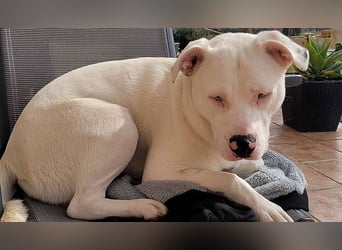 HOPE - perfekt mit Kindern, Katzen und Hunden