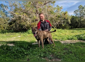 BORI toller Anfängerhund