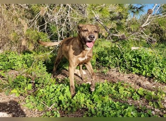BORI toller Anfängerhund