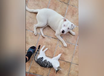 HOPE - perfekt mit Kindern, Katzen und Hunden