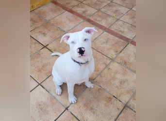 HOPE - perfekt mit Kindern, Katzen und Hunden