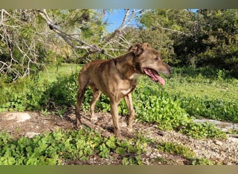 BORI toller Anfängerhund