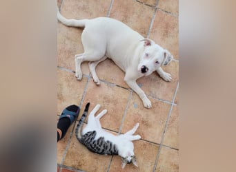 HOPE - perfekt mit Kindern, Katzen und Hunden