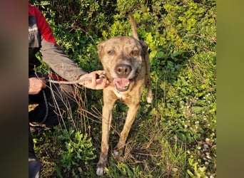 BORI toller Anfängerhund