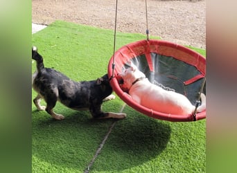 HOPE - perfekt mit Kindern, Katzen und Hunden