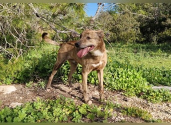 BORI toller Anfängerhund