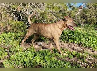 BORI toller Anfängerhund