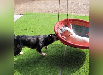 HOPE - perfekt mit Kindern, Katzen und Hunden