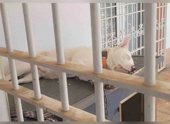 HOPE - perfekt mit Kindern, Katzen und Hunden