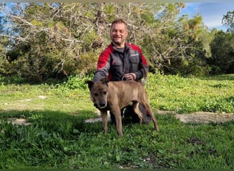 BORI toller Anfängerhund