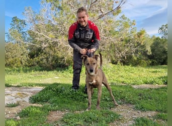 BORI toller Anfängerhund