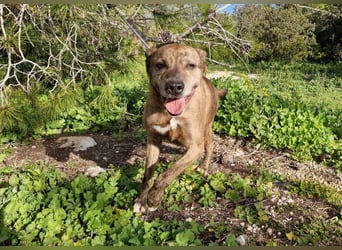 BORI toller Anfängerhund