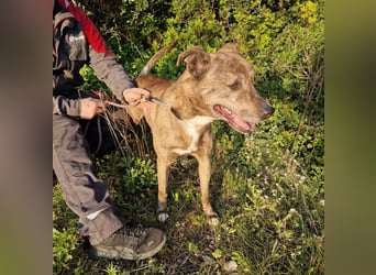 BORI toller Anfängerhund