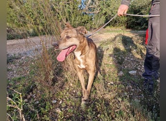 BORI toller Anfängerhund