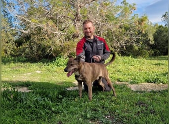 BORI toller Anfängerhund