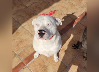 HOPE - perfekt mit Kindern, Katzen und Hunden