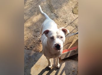 HOPE - perfekt mit Kindern, Katzen und Hunden