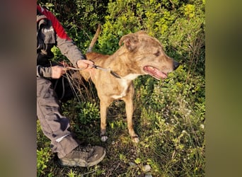 BORI toller Anfängerhund