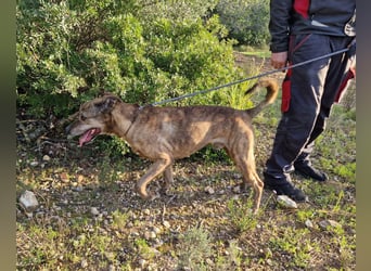 BORI - perfekt für Anfänger