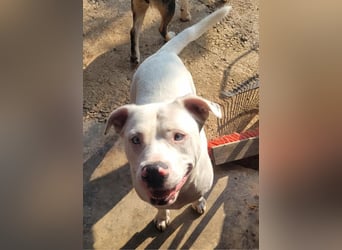HOPE - perfekt mit Kindern, Katzen und Hunden