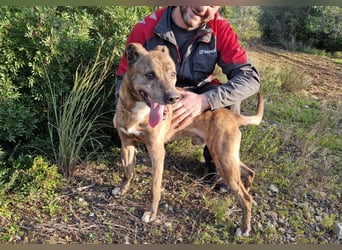 BORI toller Anfängerhund