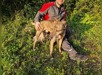 BORI toller Anfängerhund