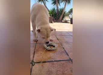 HOPE - perfekt mit Kindern, Katzen und Hunden