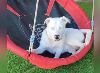 HOPE - perfekt mit Kindern, Katzen und Hunden