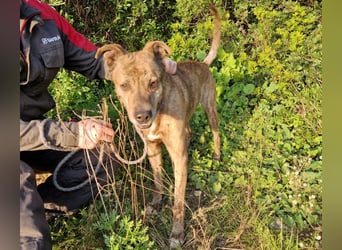 BORI toller Anfängerhund