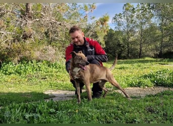 BORI toller Anfängerhund