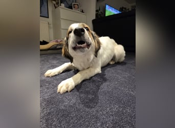 Suki, liebe, sehr soziale, katzenverträgliche Hündin