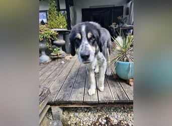 Manny Traumhund sucht Traumfamilie