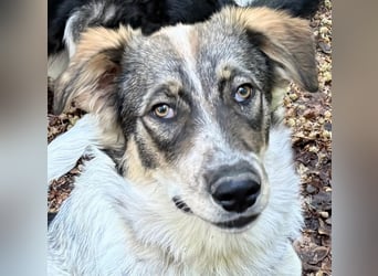Poldi, sehr lieber, sozialer, katzenverträglicher Junghund