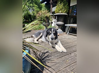 Manny Traumhund sucht Traumfamilie