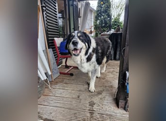 Manny Traumhund sucht Traumfamilie