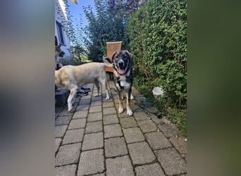 Sunny, liebe, sehr soziale und katzenverträglich Junghündin