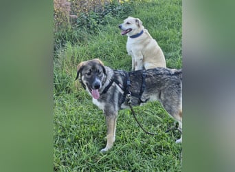 Sunny, liebe, sehr soziale und katzenverträglich Junghündin