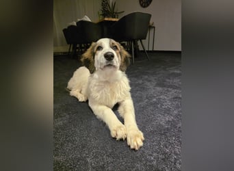 Suki, liebe, sehr soziale, katzenverträgliche Hündin