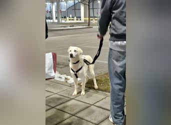 Mila, freundliche, sehr soziale Junghündin sucht Traumplatz