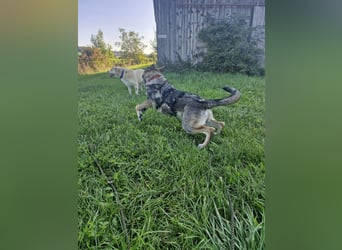 Sunny, liebe, sehr soziale und katzenverträglich Junghündin