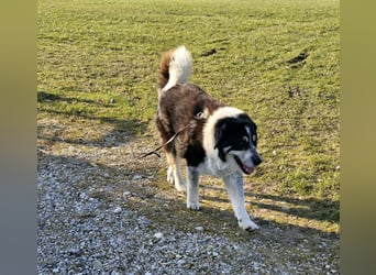 Manny Traumhund sucht Traumfamilie