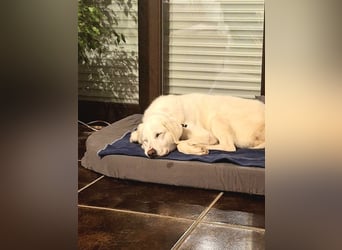 Mila, freundliche, sehr soziale Junghündin sucht Traumplatz