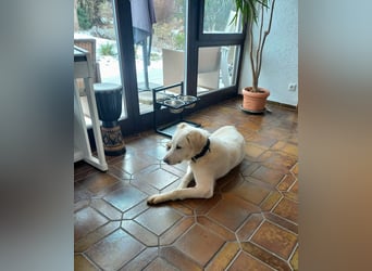 Mila, freundliche, sehr soziale Junghündin sucht Traumplatz