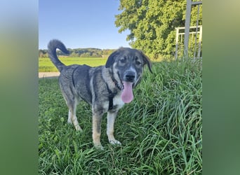 Sunny, liebe, sehr soziale und katzenverträglich Junghündin